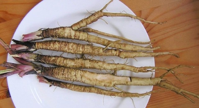 Корни лопуха Корни лопуха