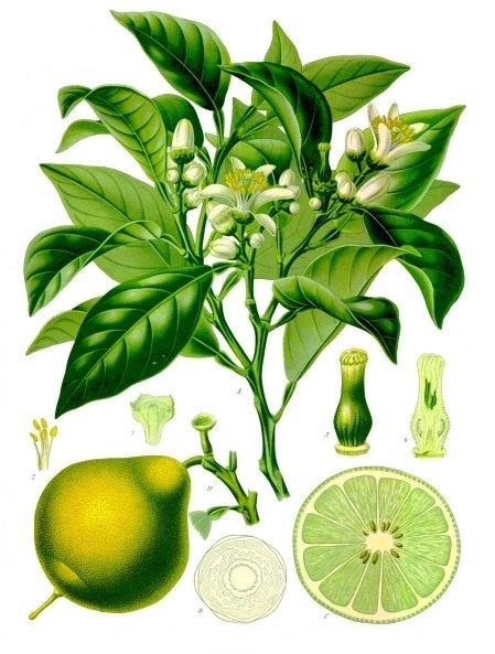 Бергамот, или апельсин-бергамот (Citrus bergamia) 