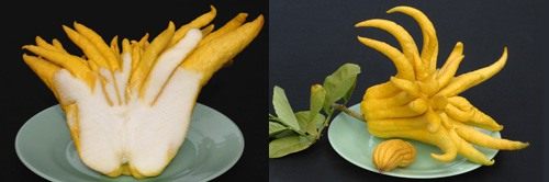 Цитрон пальцы Будды (Buddha's Hand citron) Цитрон пальцы Будды (Buddha's Hand citron)