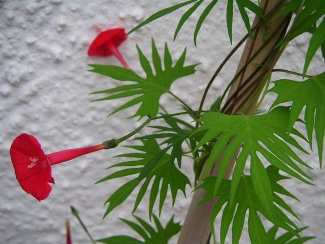 Ипомея Слотера (Ipomoea sloteri) Ипомея Слотера (Ipomoea sloteri)