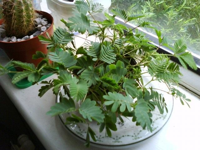 Мимоза стыдливая (Mimosa pudica)