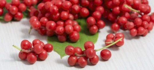 Лимонник китайский (Schisandra chinensis) Лимонник китайский (Schisandra chinensis)
