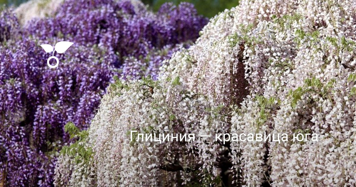 Глициния 52 фото описание лианы вистерия размножение многоцветкового декоративного кустарника обильноцветущая и другие виды
