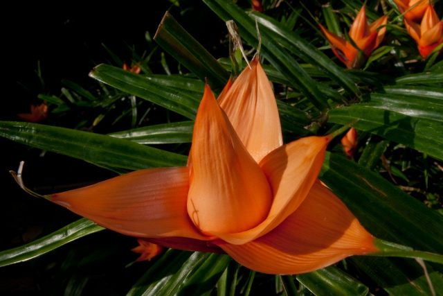 Фрейсинетия Куминга (Freycinetia cumingiana Gaudich) Фрейсинетия Куминга (Freycinetia cumingiana Gaudich)