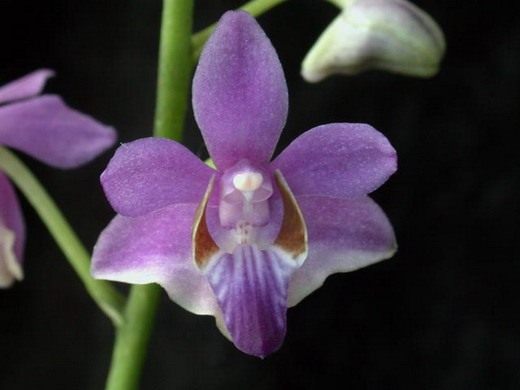 Орхидеи (Orchidaceae)