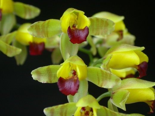 Орхидеи (Orchidaceae)