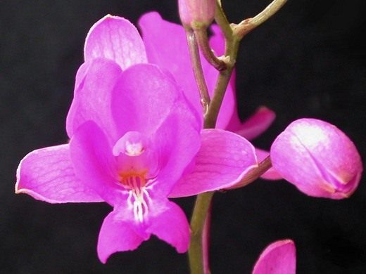 Орхидеи (Orchidaceae)