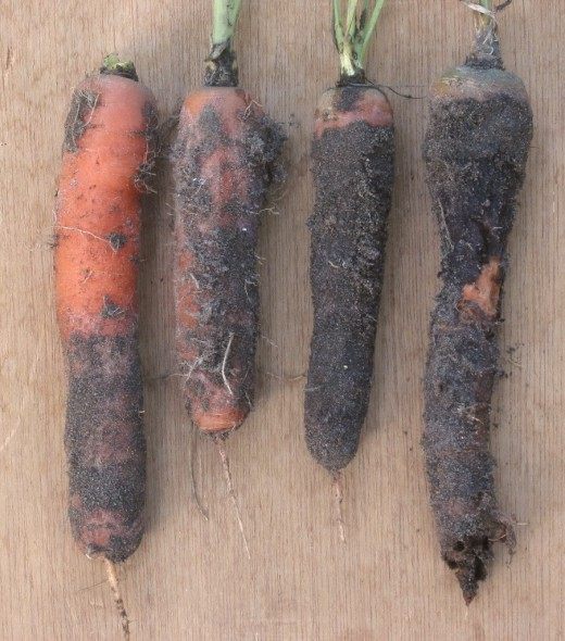 Carrots