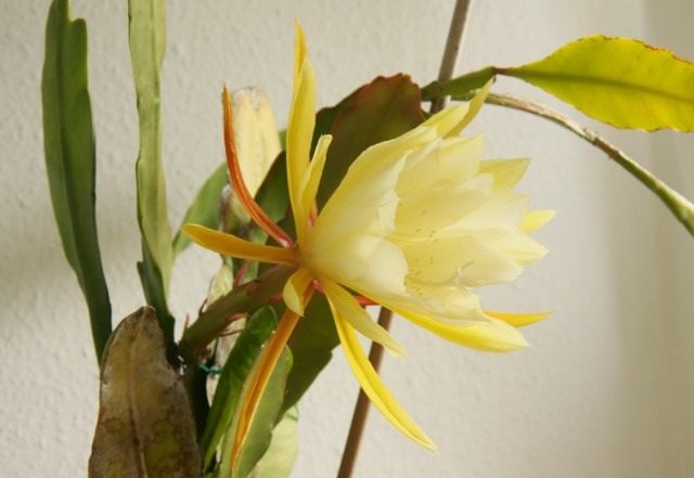 Эпифиллум — листовидный кактус