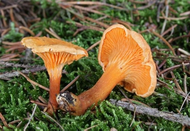 Говорушка оранжевая, или ложная лисичка (Hygrophoropsis aurantiaca)