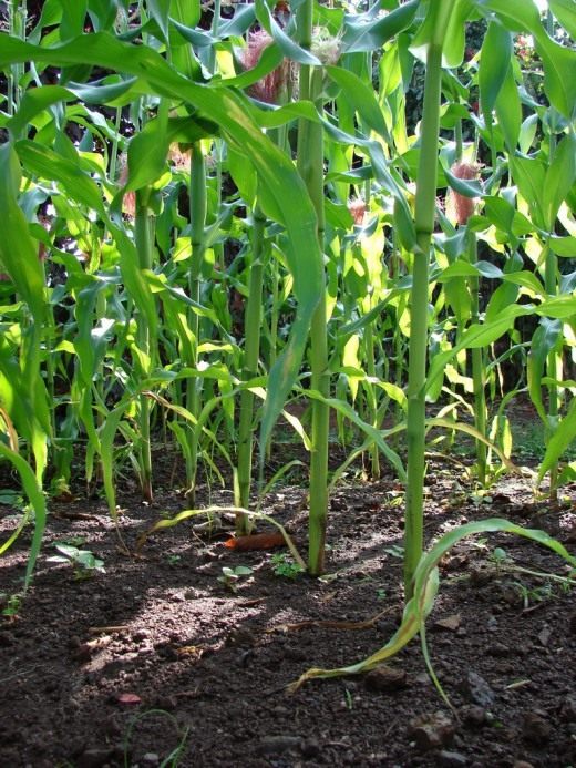 Maize