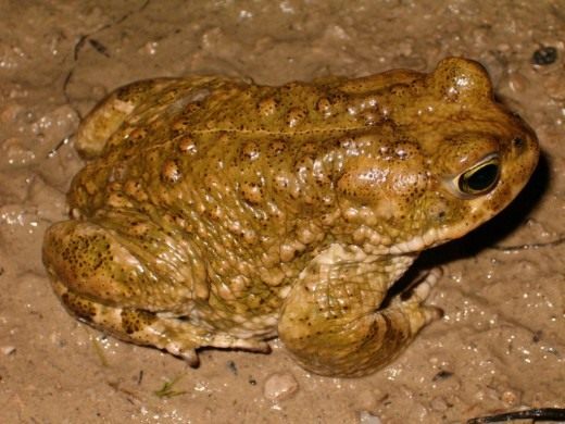 Natterjack Toad1