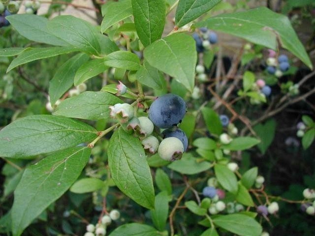 Голубика высокорослая (Vaccinium corymbosum) Голубика высокорослая (Vaccinium corymbosum)