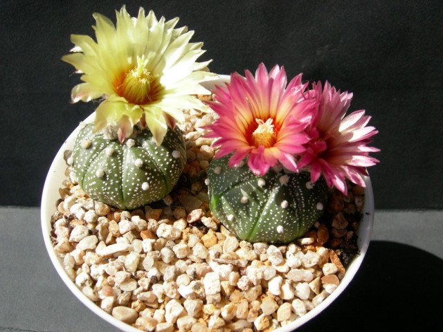 Астрофитум звёздчатый (Astrophytum Asterias) Астрофитум звёздчатый (Astrophytum Asterias)