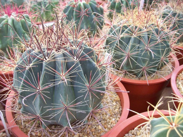 Ферокактус пурпурный (Ferocactus wislizeni) Ферокактус пурпурный (Ferocactus wislizeni)