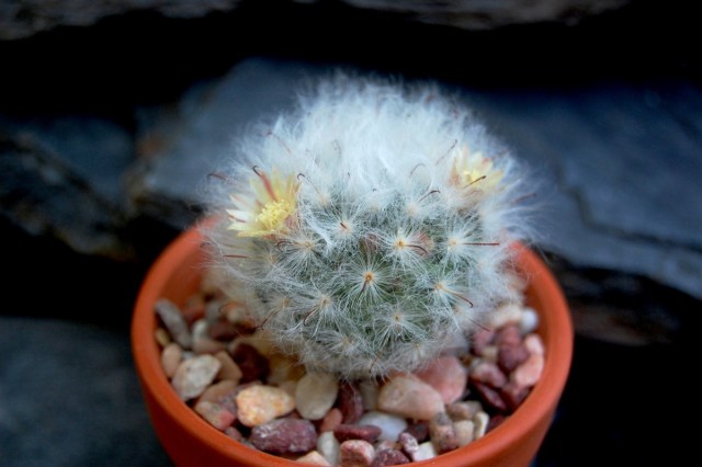 Маммиллярия бокасанская (Mammillaria bocasana) Маммиллярия бокасанская (Mammillaria bocasana)