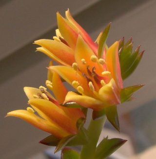 Эхеверия многостебельная (Echeveria multicaulis) Эхеверия многостебельная (Echeveria multicaulis)