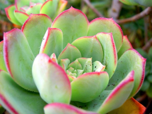 Эхеверия изящная (Echeveria Elegans) Эхеверия изящная (Echeveria Elegans)