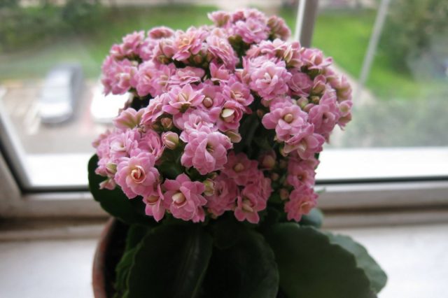 Каланхоэ (Kalanchoe) Каланхоэ (Kalanchoe)