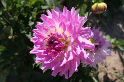 Георгин (Dahlia) Георгин (Dahlia)