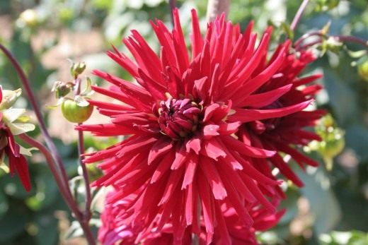 Георгин (Dahlia) Георгин (Dahlia)