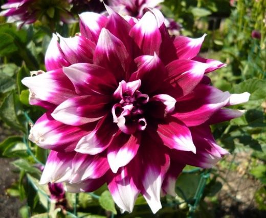 Георгин (Dahlia) Георгин (Dahlia)