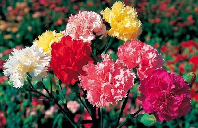 Гвоздики садовые группы Шабо (Dianthus caryophyllus var. chabaud) Гвоздики садовые группы Шабо (Dianthus caryophyllus var. chabaud)