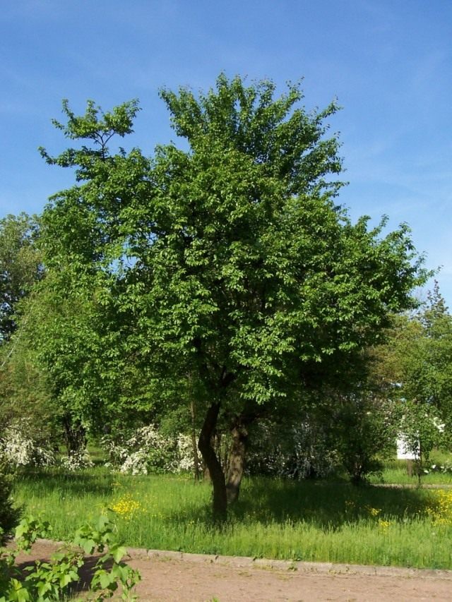 Prunus cerasifera что это. Prunus cerasifera 5. Prunus cerasifera что это фото. Prunus cerasifera что это-Prunus cerasifera 5. картинка Prunus cerasifera что это. картинка Prunus cerasifera 5