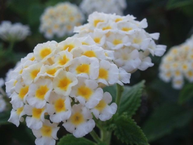 Лантана камара (West Indian Lantana) Лантана камара (West Indian Lantana)