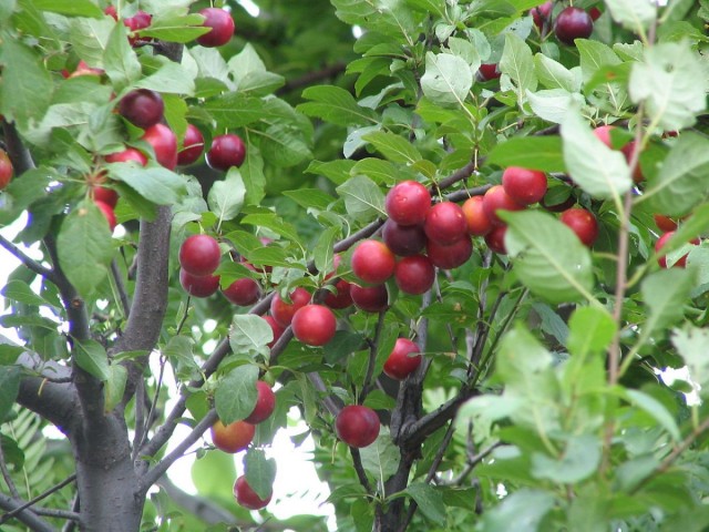 Prunus cerasifera что это. cherry plum 01. Prunus cerasifera что это фото. Prunus cerasifera что это-cherry plum 01. картинка Prunus cerasifera что это. картинка cherry plum 01