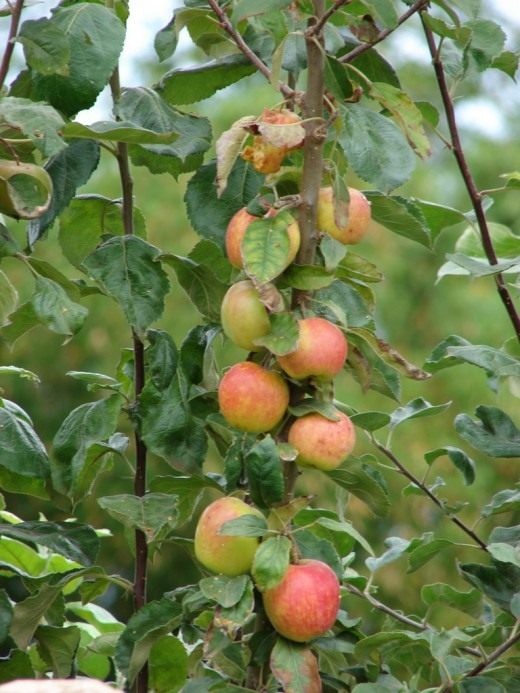 Яблоки Золотой Ранет Описание Фото