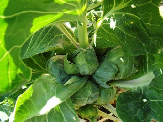 Брюссельская капуста (Brussels sprouts)