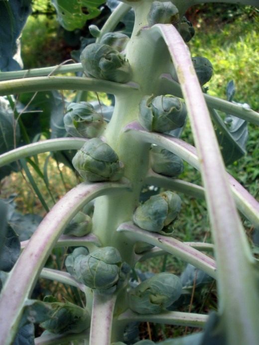 Брюссельская капуста (Brussels sprouts)