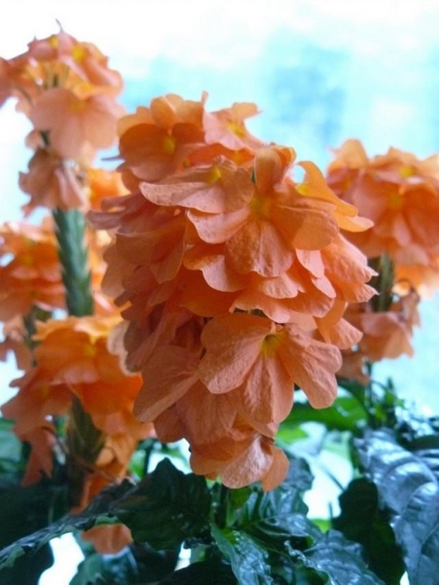 Кроссандра (Crossandra) Кроссандра (Crossandra)
