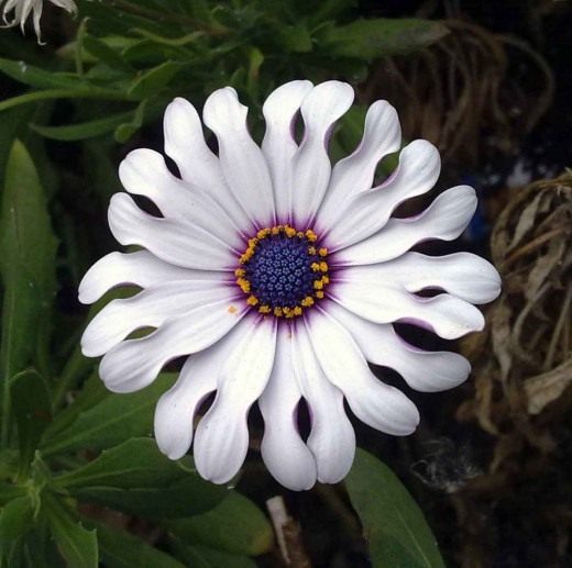 Остеоспермум (Osteospermum)