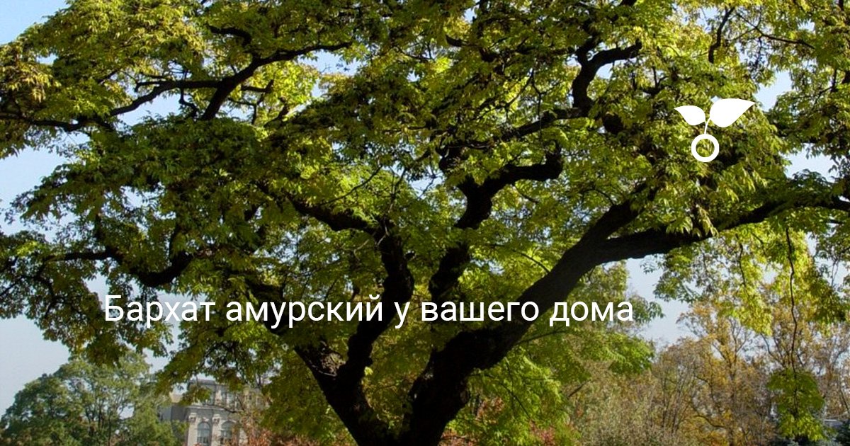 Бархатное Дерево Фото Где Растет