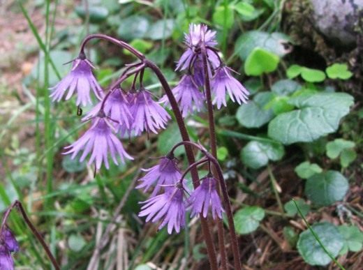 Сольданелла карпатская (Soldanella carpatica) Сольданелла карпатская (Soldanella carpatica)
