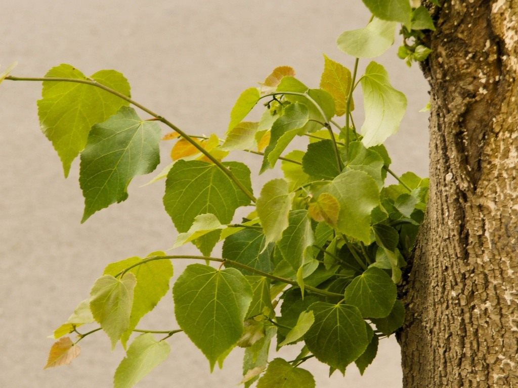 Липа дерево листья фото как выглядит