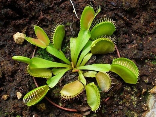 Венерина мухоловка (Venus Flytrap)
