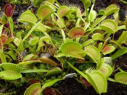 Венерина мухоловка (Venus Flytrap)