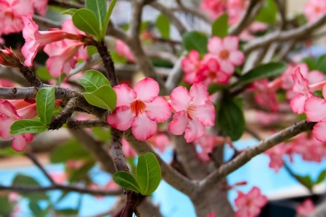Адениум тучный (Adenium obesum) Адениум тучный (Adenium obesum)