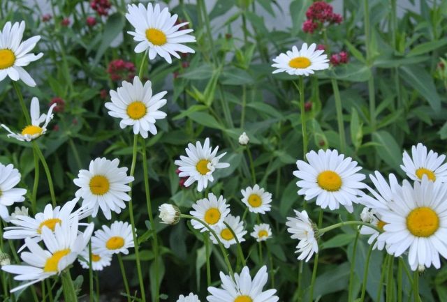 Хризантема поздняя или осенняя (Chrysanthemum serotinum) Хризантема поздняя или осенняя (Chrysanthemum serotinum)