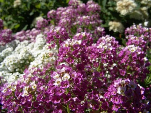 Алиссум, Бурачок (Alyssum)