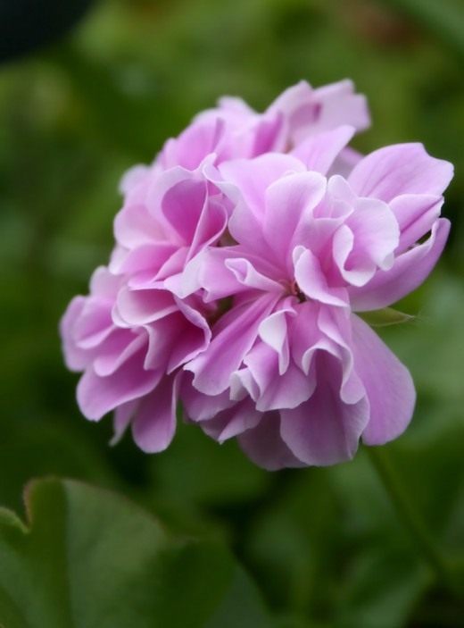 Герань (Geranium)