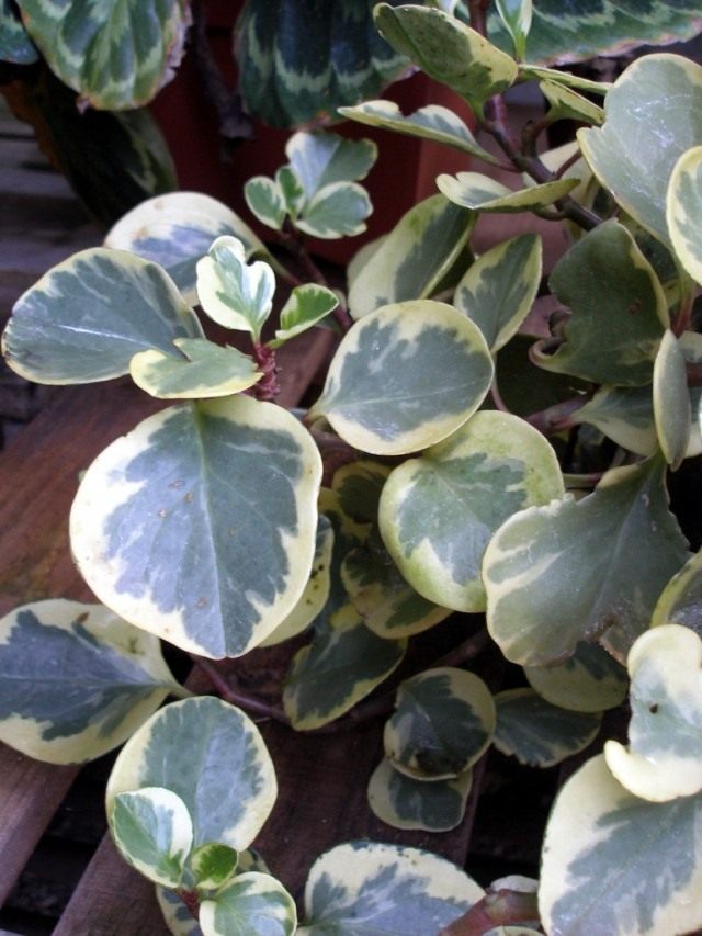 Пеперомия туполистная (Peperomia obtusifolia 'variegata') Пеперомия туполистная (Peperomia obtusifolia 'variegata')