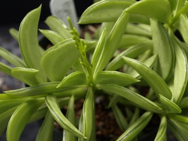 Пеперомия долотовидная (Peperomia dolabriformis) Пеперомия долотовидная (Peperomia dolabriformis)