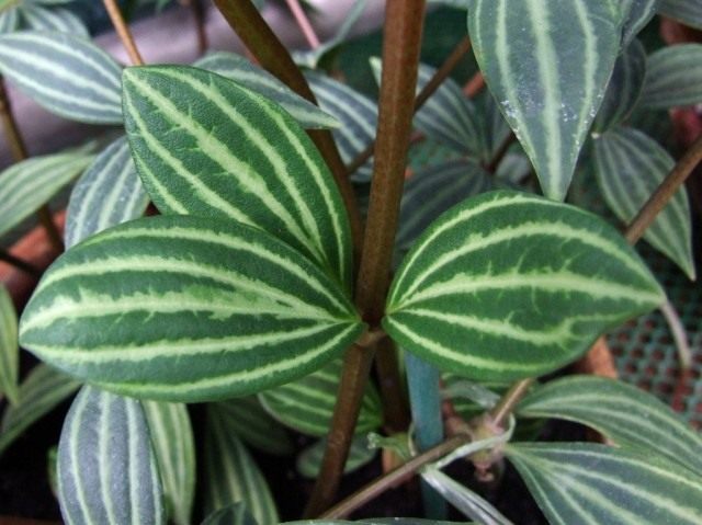 Пеперомия ямчатая (Peperomia puteolata) Пеперомия ямчатая (Peperomia puteolata)