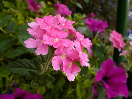 Вербена (Verbena)