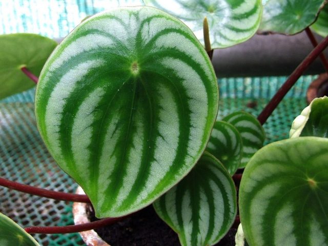 Пеперомия серебристая (Peperomia argyreia) Пеперомия серебристая (Peperomia argyreia)