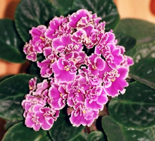 Сенполия, Фиалка (African violet)